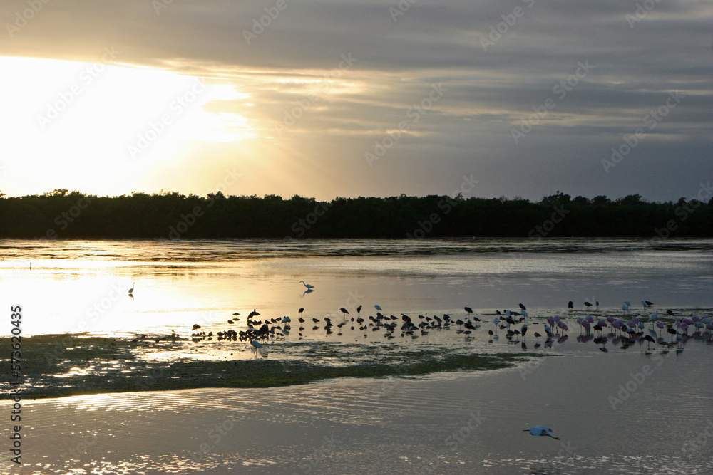 Naklejka premium Birds Silhouette Sunset Ding Darling Sanibel Florida