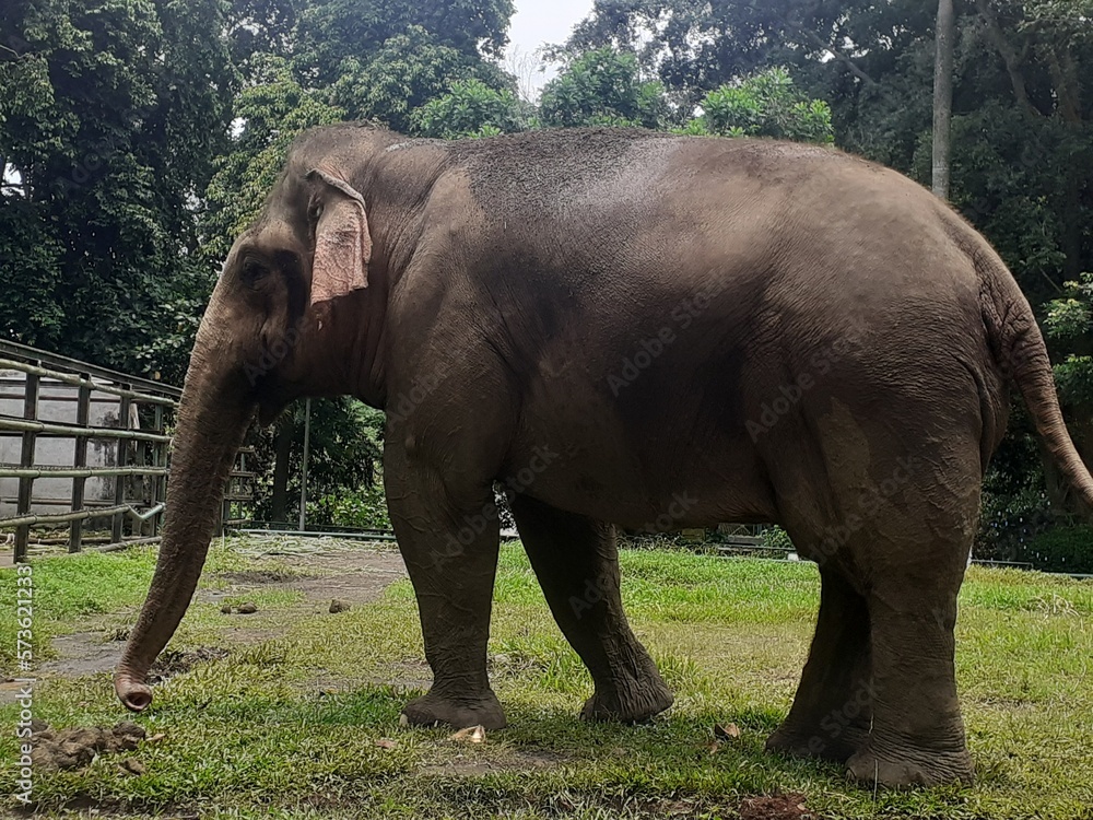 A Sumatran elephant is in action walking around its spacious enclosure area, while demonstrating its style in front of visitors and tourists to the wildlife park.