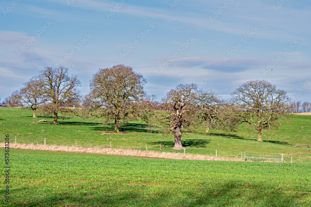 Bare winter oak trees in a green field Bare winter oak trees in a green field