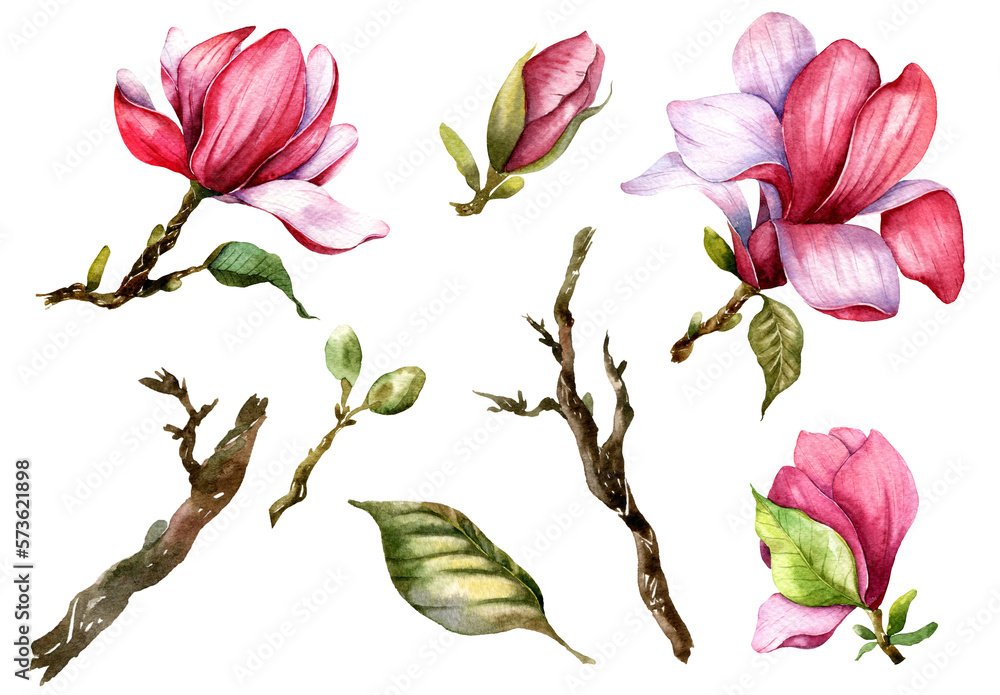 Fototapeta premium Magnolia Flower Set Watercolor Illustration on white background. Pink Magnolia Blossom