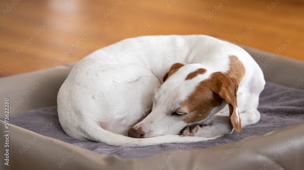 Istrian shorthaired hound sleeping in his bed