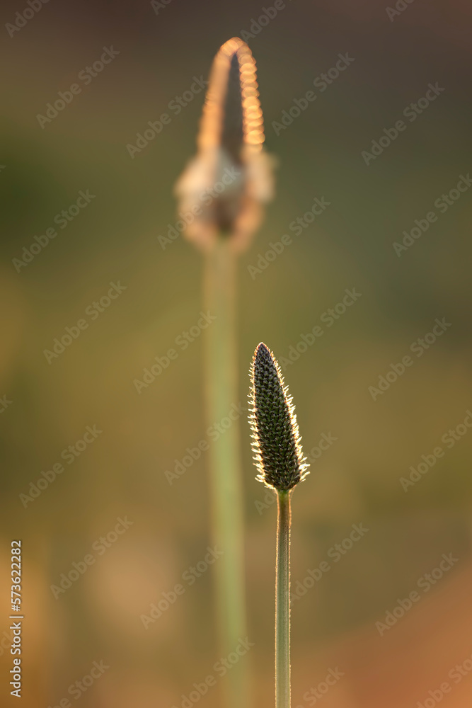Backlit stamen from wild flowers Backlit stamen from wild flowers