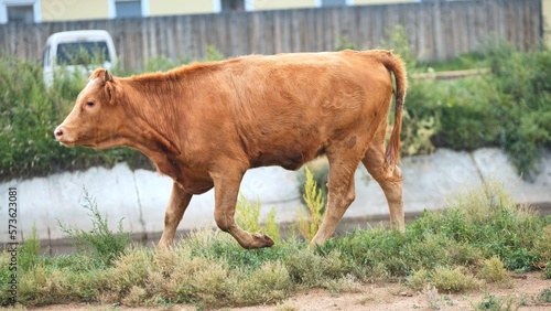 Photos A red-headed young lame cow walks through the village.