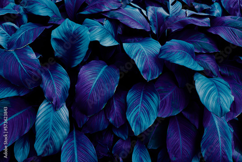 blue tropical leaf texture background, color toned © pernsanitfoto