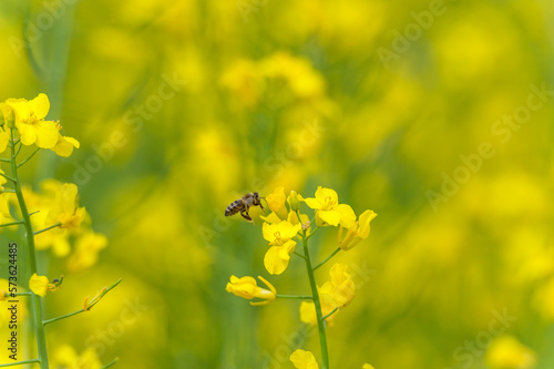 Blooming Rapeseed Field And Flying Bee in Background. Collecting Honey. Macro. © Mindaugas Dulinskas