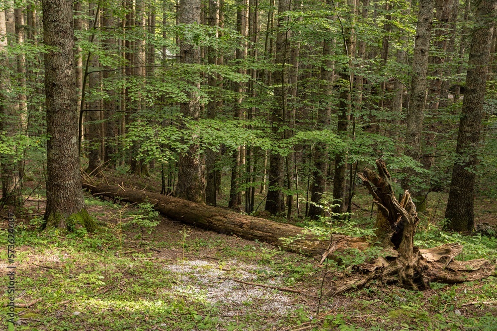 Obraz premium Natural landscape within the forest