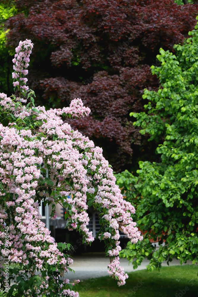 Obraz premium Abelia bush witth light pink flowers. Selective focus.