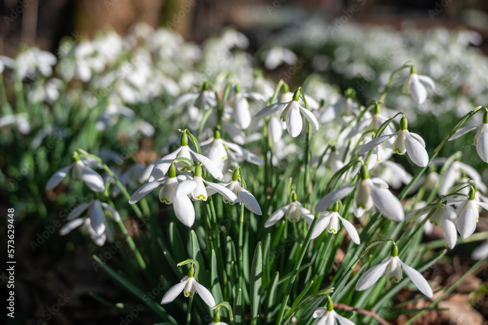 Beautiful first flowers snowdrops in spring forest. The arrival of spring. Beautiful first flowers snowdrops in spring forest. The arrival of spring.