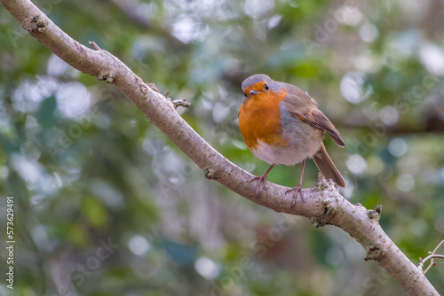 robin perched on a branch with a blurred green bokeh background © Penny