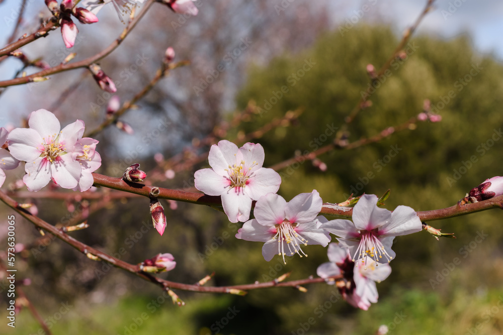The tree is a blooming almond with white flowers. Early spring. Selective focus The tree is a blooming almond with white flowers. Early spring. Selective focus
