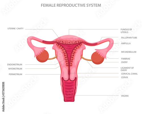 Female reproductive system with main parts