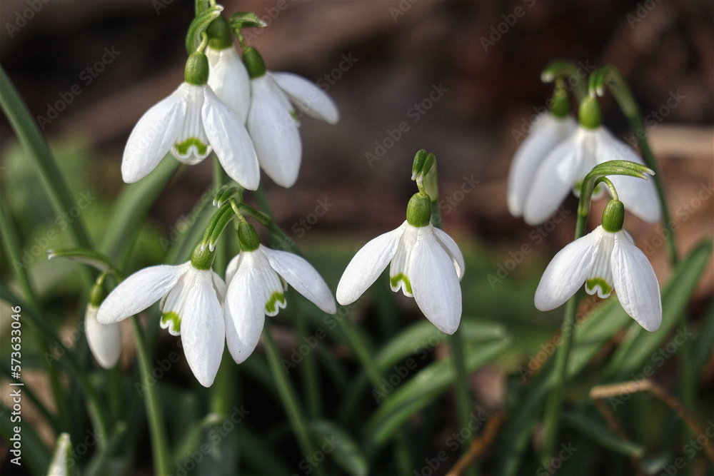 Galanthus elwesii, Schneeglöckchen, Frühling, Blumen, Blüten Galanthus elwesii, Schneeglöckchen, Frühling, Blumen, Blüten