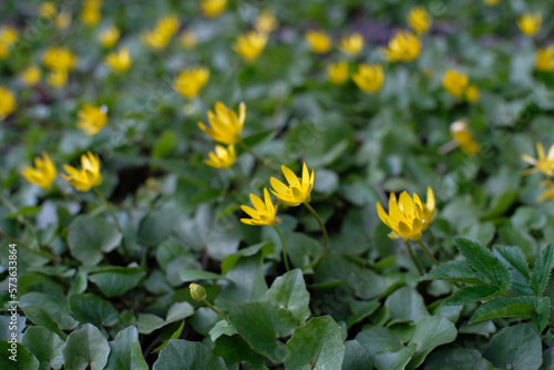 Marsh marsh marigold (Caltha palustris). Blooming yellow flowers against a background of green leaves