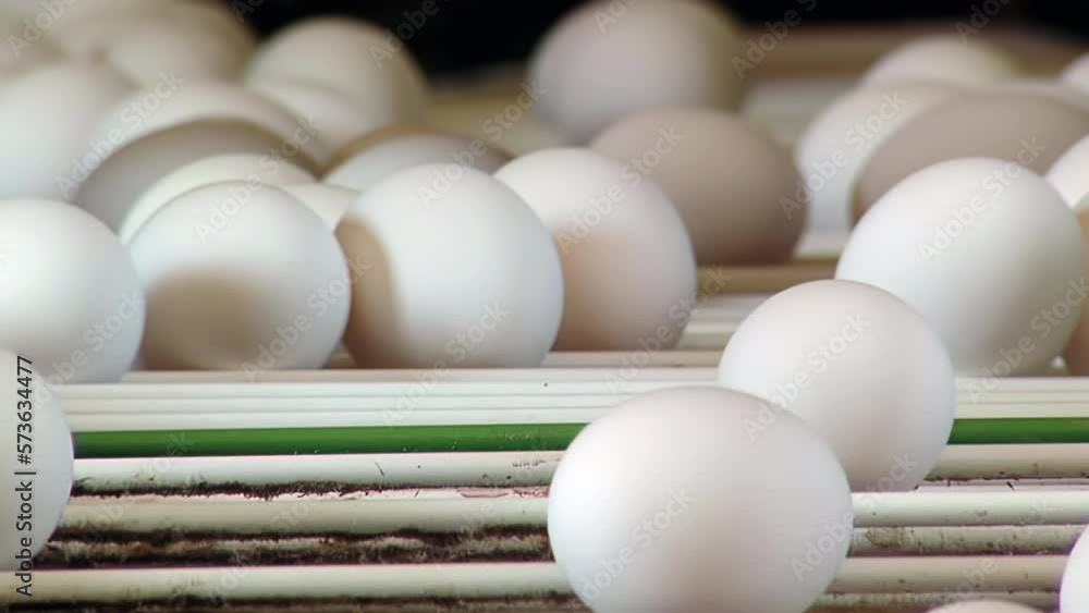 Eggs Being Transported on a Conveyor Belt to the Packing Station at a Chicken Egg Farm. Close Up. 4K Resolution. Eggs Being Transported on a Conveyor Belt to the Packing Station at a Chicken Egg Farm. Close Up. 4K Resolution.