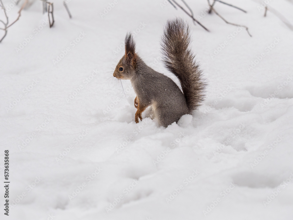 The squirrel in winter sits on white snow. The squirrel in winter sits on white snow.