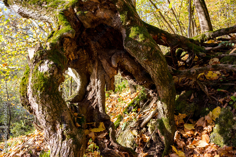 Twisted tree fixed on the slope with the help of roots Twisted tree fixed on the slope with the help of roots