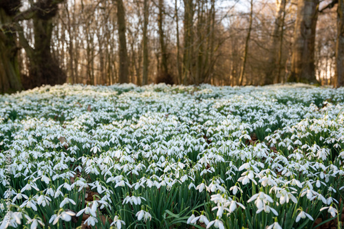 Fototapeta Naklejka Na Ścianę i Meble -  Beautiful first flowers snowdrops in spring forest.  The arrival of spring. Spring forest with blooming flowers in afternoon sun