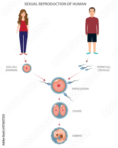Sexual reproduction of human different stages and levels