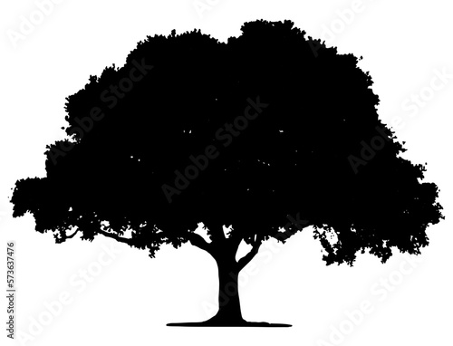  Tree silhouette .