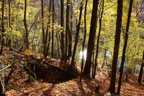 Steep descent on a slope in a picturesque autumn forest, golden autumn
