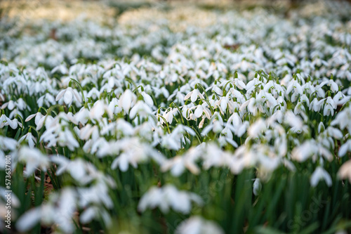 Beautiful first flowers snowdrops in spring forest.  The arrival of spring. 