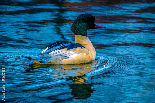 Goosander in the water