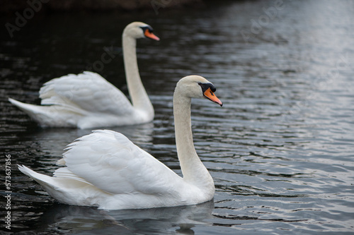 Un couple de cygnes en promenade sur le canal