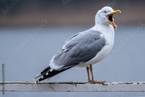 Obraz na płótnie seagull on the pier