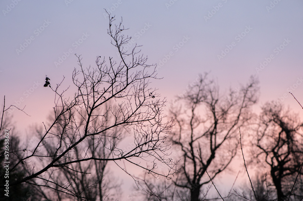 Branchages d'hiver sur un fond rose pastel de fin de journée Branchages d'hiver sur un fond rose pastel de fin de journée