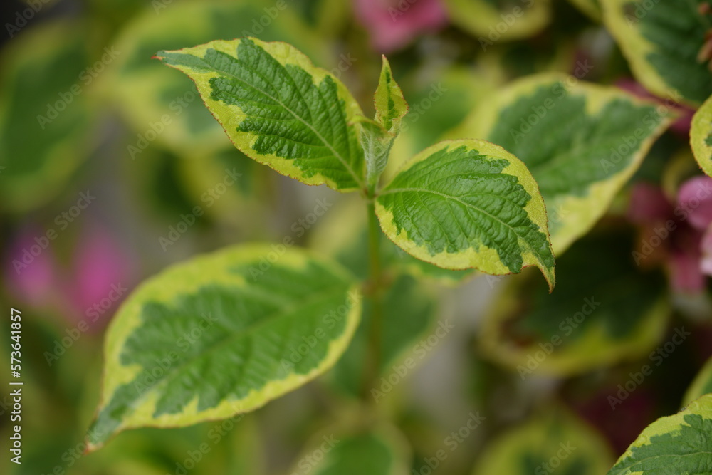 Weigela spring two-color leaves closeup. Weigela spring two-color leaves closeup.