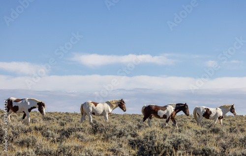 Beutiful Wild Horses in Autumn in the Wyoming Desert © natureguy