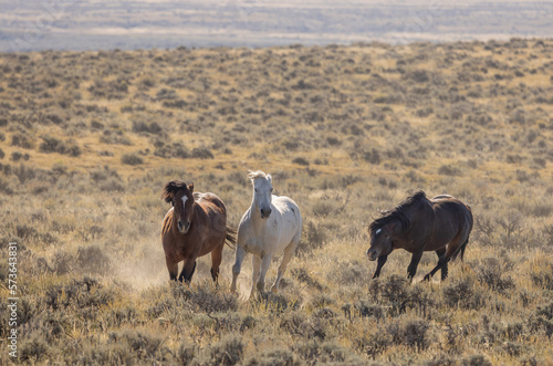 Wallpaper Mural Beutiful Wild Horses in Autumn in the Wyoming Desert Torontodigital.ca