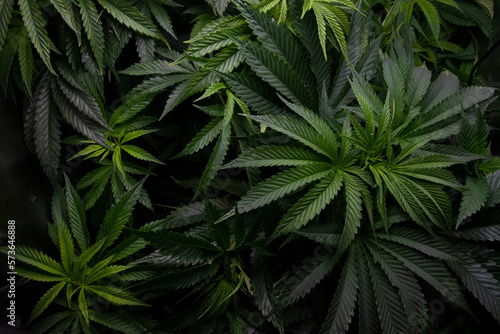 Fototapeta Naklejka Na Ścianę i Meble -  Marijuana plants grown indoors. Sativa and indica types. personal cultivation. medicinal plant. natural drugs. Cultivation in a controlled light cabin.