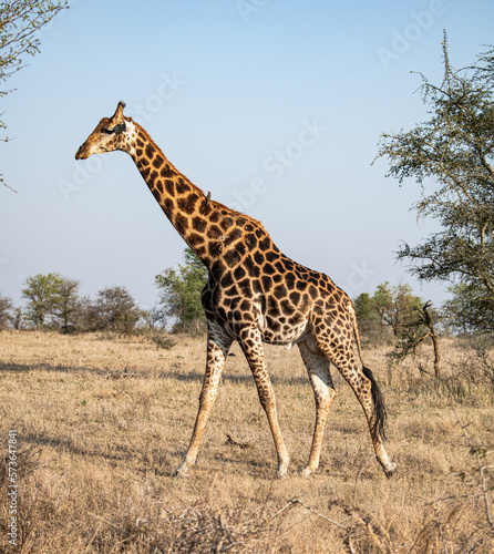 Giraffe in the savannah  Giraffa Giraffa   Kruger National Park  South Africa