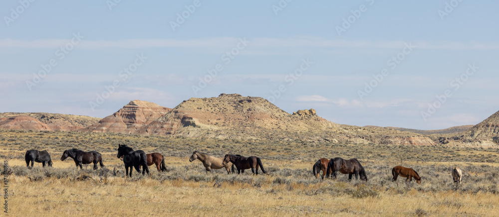 Beutiful Wild Horses in Autumn in the Wyoming Desert Beutiful Wild Horses in Autumn in the Wyoming Desert