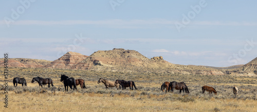 Beutiful Wild Horses in Autumn in the Wyoming Desert