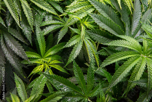 Fototapeta Naklejka Na Ścianę i Meble -  Marijuana plants grown indoors. Sativa and indica types. personal cultivation. medicinal plant. natural drugs. Cultivation in a controlled light cabin.