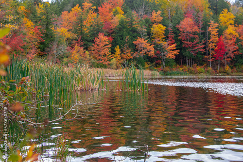 autumn leaves on lake