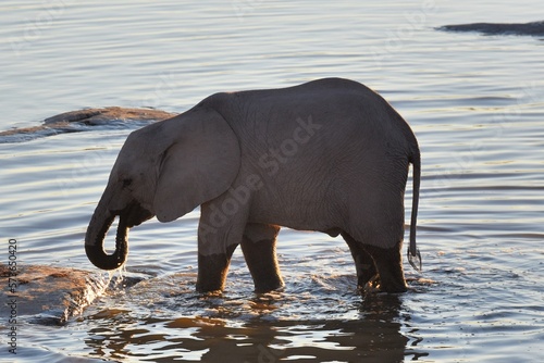 Junger afrikanischer Elefant beim Wasser trinken am Wasserloch von Halali im Etoscha Nationalpark. 