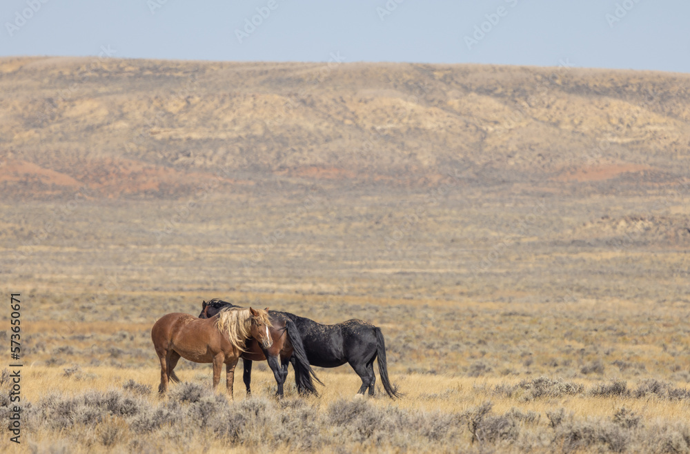 Beutiful Wild Horses in Autumn in the Wyoming Desert Beutiful Wild Horses in Autumn in the Wyoming Desert