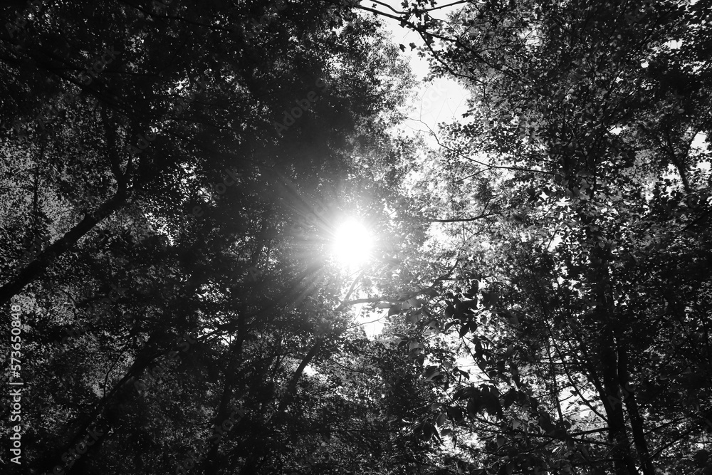 Naklejka premium Black and white sun rays shining through the tops of trees (Canopy)