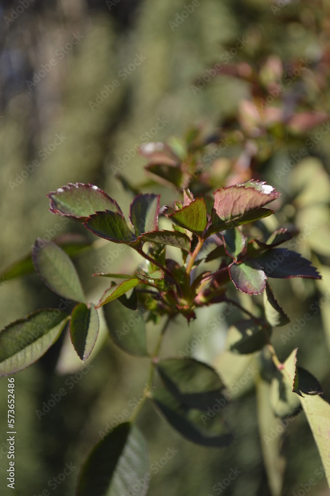 Fototapeta premium rose leaves