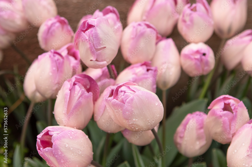 Fototapeta premium Pink tulips flowers in the garden