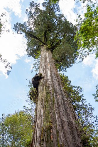 Alerce Milenario (Fitzroya cupressoides) en Parque Nacional Alerce Andino, Chile photo