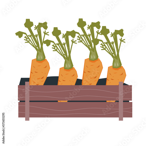 Home garden vegetables growing concept with carrots growing in pots, flat vector illustration isolated on white background. Cultivation of garden food plants at home indoors.