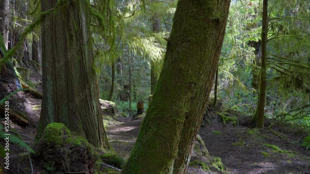 Establishing shot of trail in park in slow motion at summer day in Vancouver, Canada, North America. Day time on September 2022. Moving forward camera. ProRes 422 HQ. Establishing shot of trail in park in slow motion at summer day in Vancouver, Canada, North America. Day time on September 2022. Moving forward camera. ProRes 422 HQ.