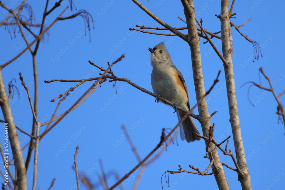 Perched adult tufted titmouse, chirping on branch against sunny blue sky. Perched adult tufted titmouse, chirping on branch against sunny blue sky.
