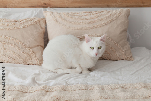 Cute mixed breed green eyes white fur cat on bed with beige woven plaid and pillows.