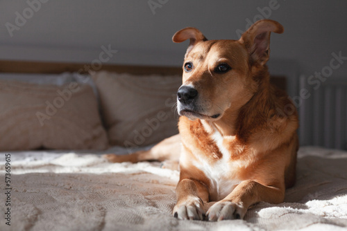 Red dog on bed with pale beige pillows and woven fabric coat © prystai