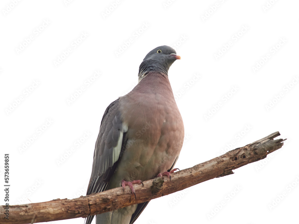 Common Wood Pigeon. Columba palumbus. Common Wood Pigeon. Columba palumbus.